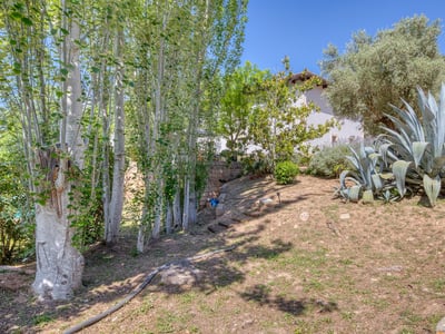Jardín soleado con agaves, árboles altos y escalones de piedra en una ladera suave.