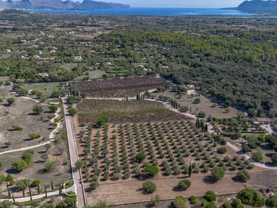 Vista aérea de una gran finca con hileras de olivos, viñedos y una villa con vistas al mar Mediterráneo.