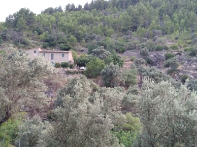 Traditional stone house on a green terraced hillside surrounded by dense olive and pine trees.