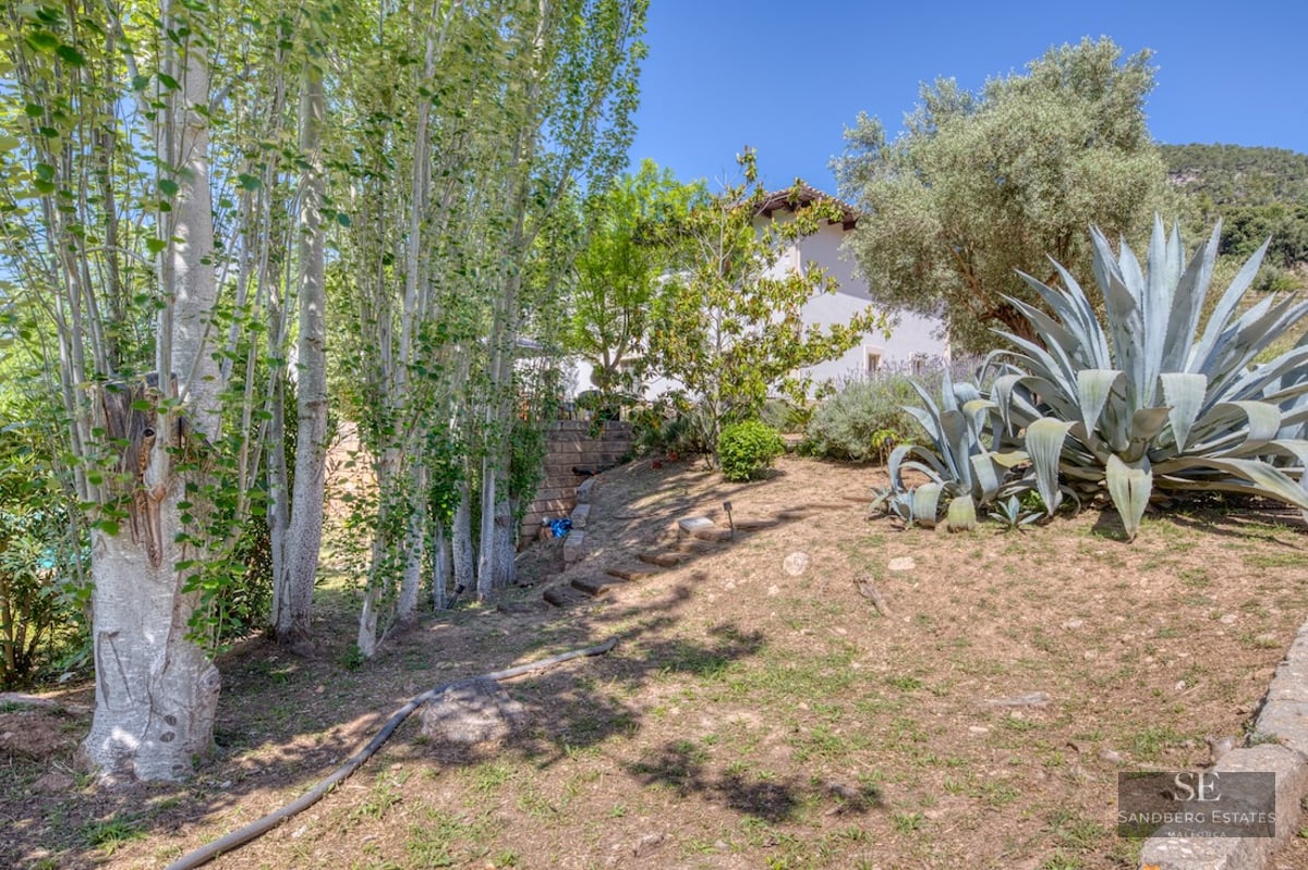 A sunlit garden with large agave plants, tall slender trees, and stone steps leading up a gentle slope.