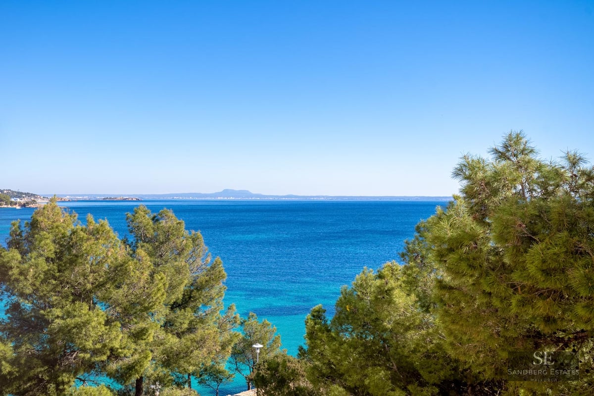 High-angle view of vibrant blue sea framed by green pine tree branches under a clear sky.