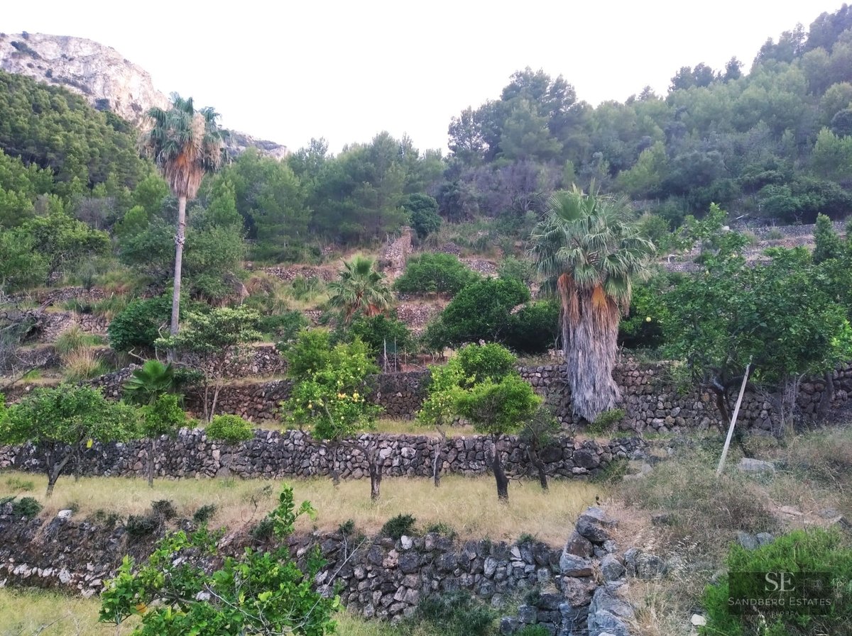 Terraced hillside with dry stone walls, palm trees, and citrus trees set against a mountain backdrop.
