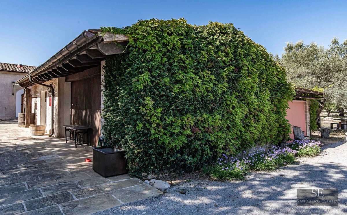 A stone building wall completely covered in dense green ivy next to a stone patio and wooden barrels under a blue sky.