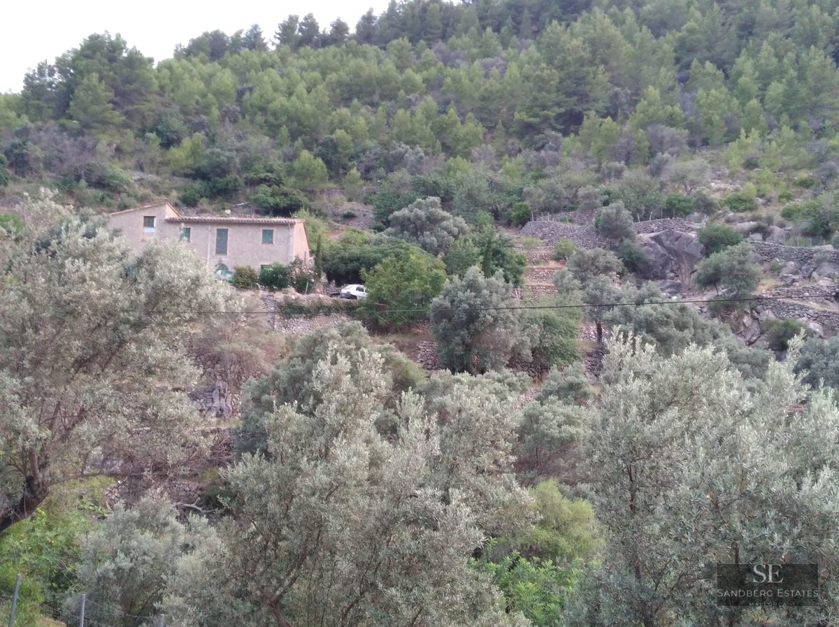 Traditional stone house on a green terraced hillside surrounded by dense olive and pine trees.