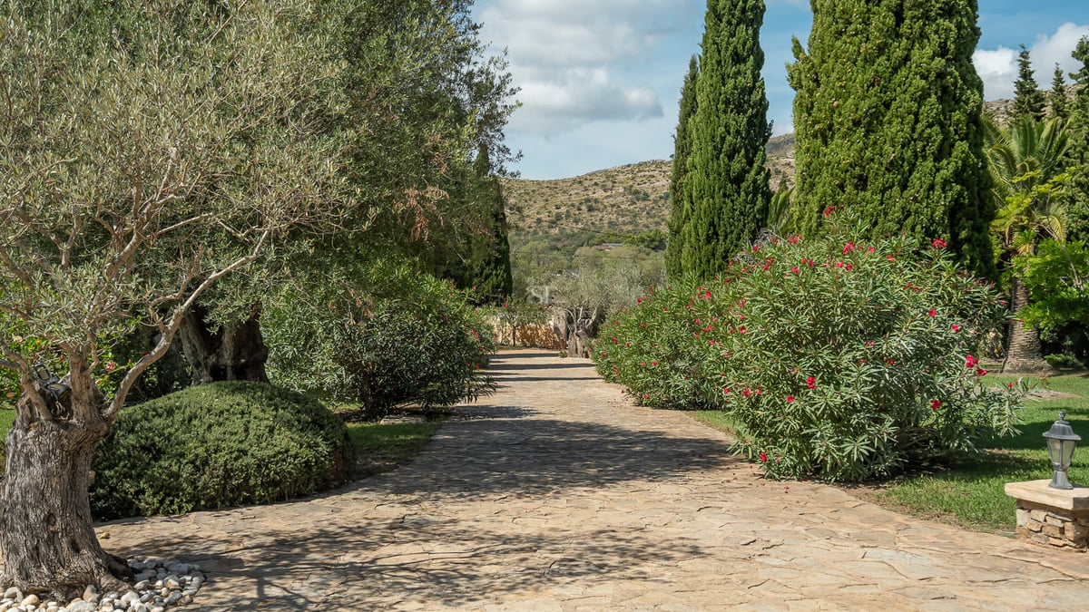 Allée pavée de pierres naturelles entourée d'oliviers et de cyprès sous un ciel bleu avec vue sur les collines.