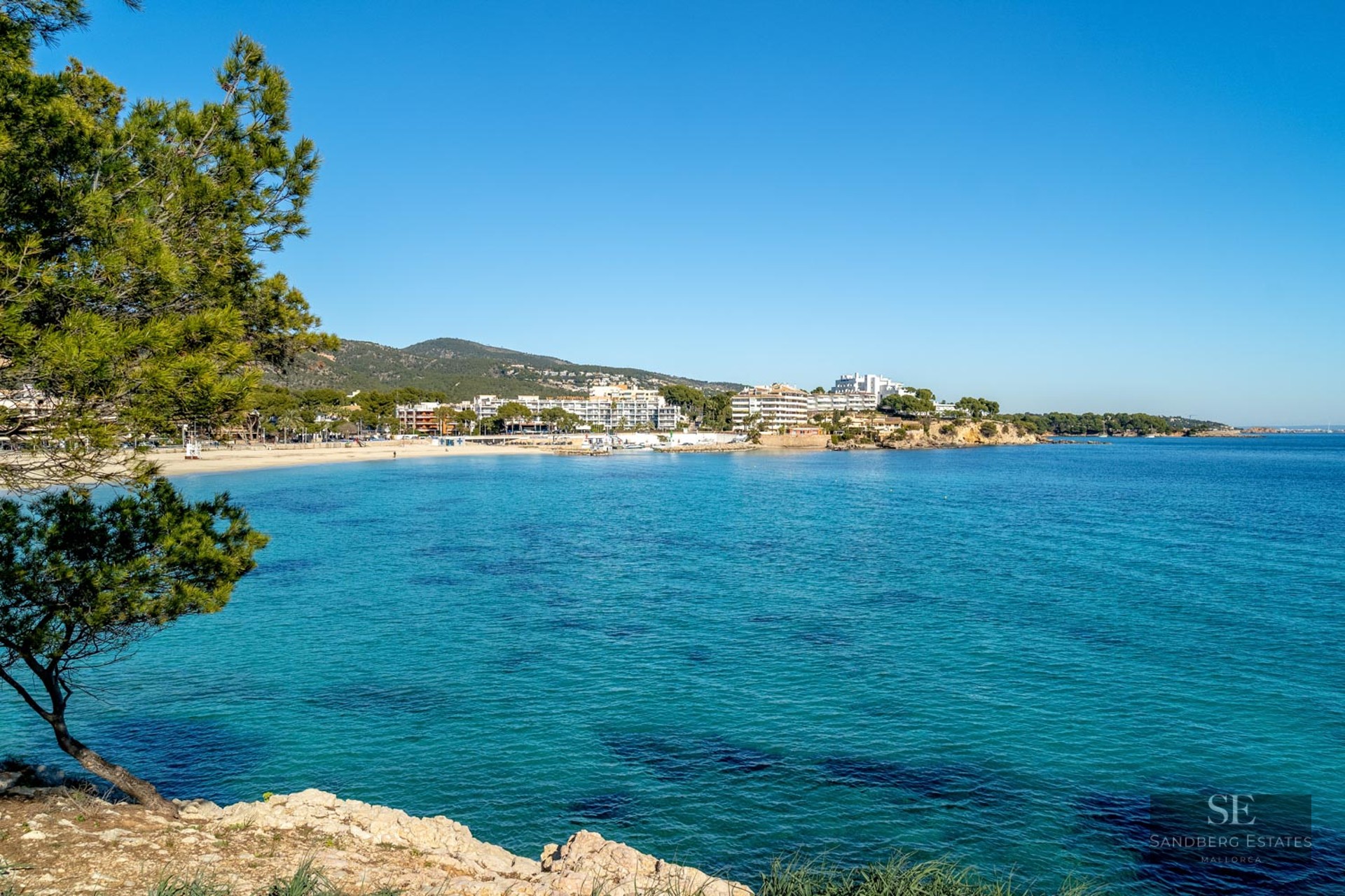 View of a turquoise blue bay with a sandy beach and coastal buildings, seen from a rocky cliff with a pine tree.