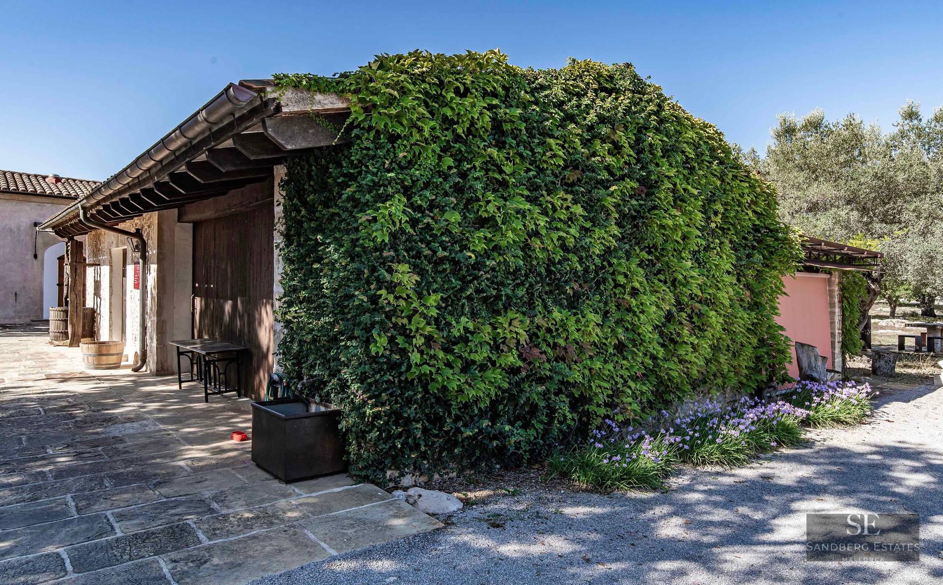 A stone building wall completely covered in dense green ivy next to a stone patio and wooden barrels under a blue sky.