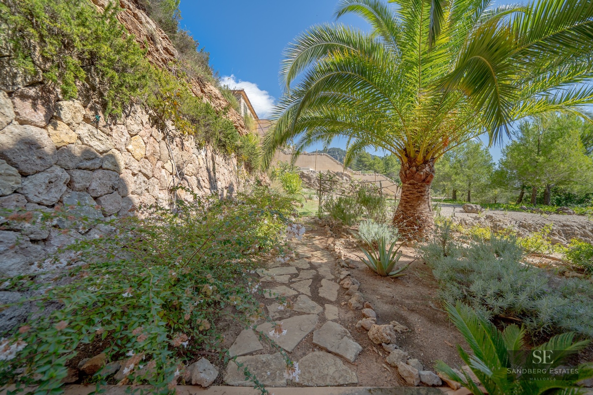 Rustic stone pathway in a Mediterranean garden featuring a large palm tree and a dry stone wall.
