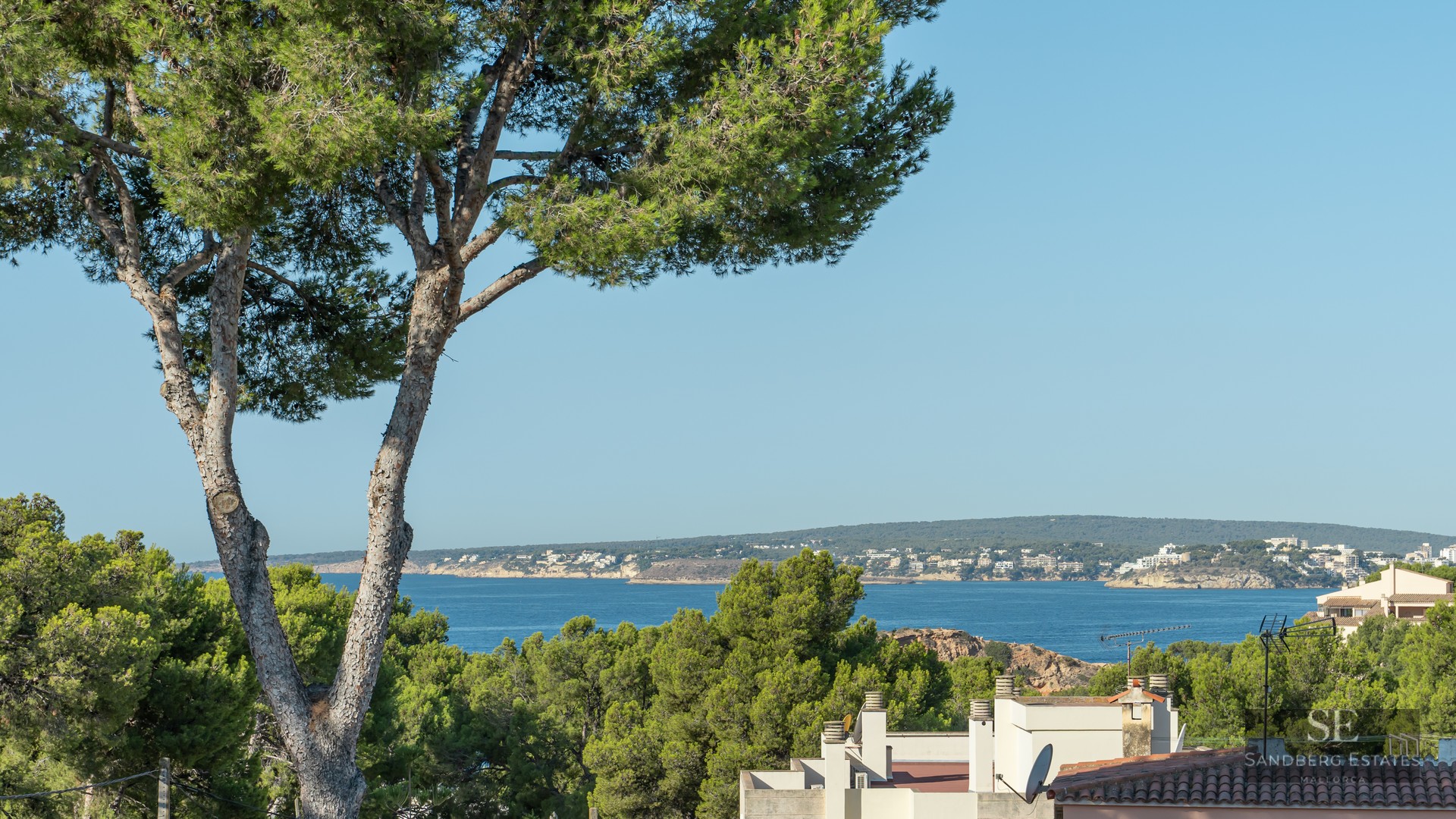Pine trees in the foreground overlooking the deep blue sea and distant coastline under a clear sky.