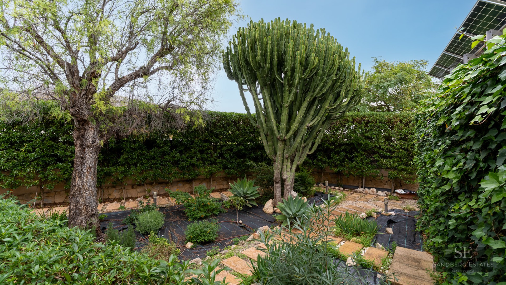 Lush garden featuring a massive candelabra cactus, stone pathways, and mature trees under a clear sky.