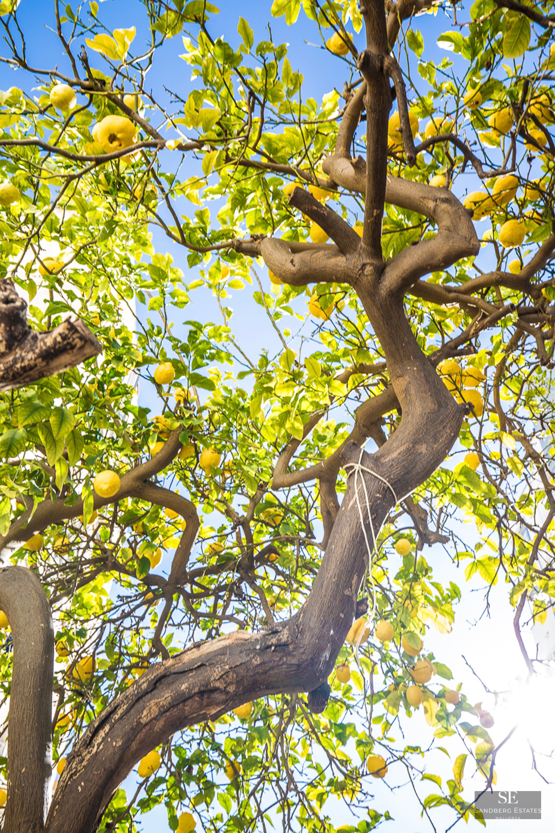 Low-angle view of a lemon tree with ripe yellow lemons against a clear blue sky.