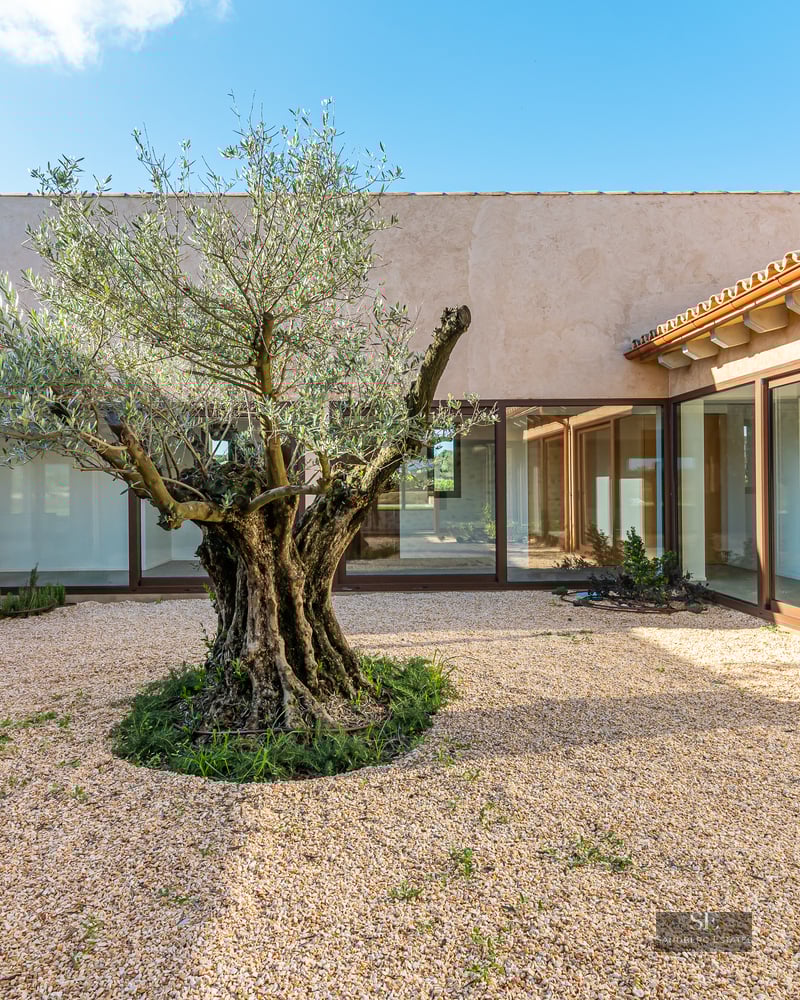 A central courtyard featuring an old olive tree, light gravel, large glass windows, and a terracotta roof.