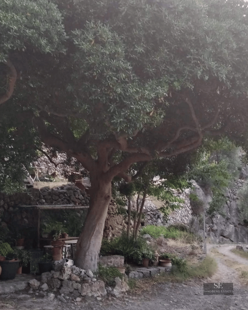 A large ancient olive tree shades a rustic garden path with stone walls and terracotta pots.