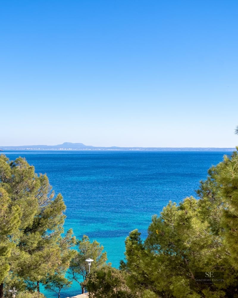 High-angle view of vibrant blue sea framed by green pine tree branches under a clear sky.