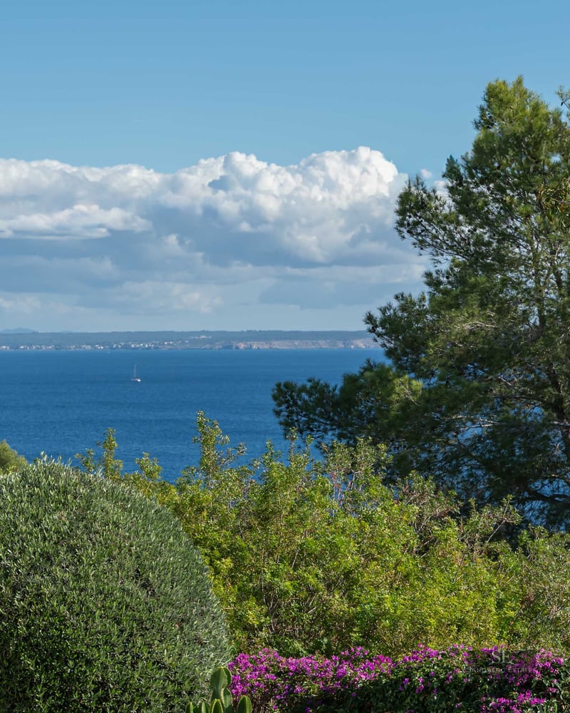 Vue sur la mer Méditerranée bleue encadrée par des pins et des plantes tropicales sous un ciel clair.