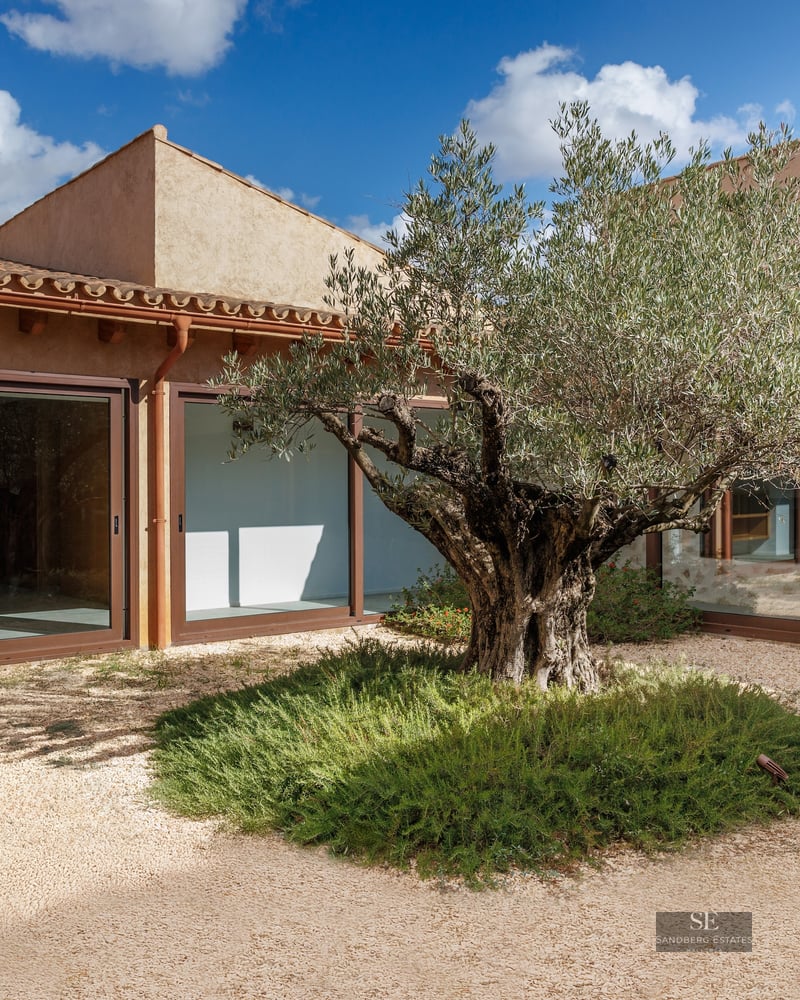 Courtyard with a large olive tree in a gravel garden surrounded by a Mediterranean building with large glass windows.