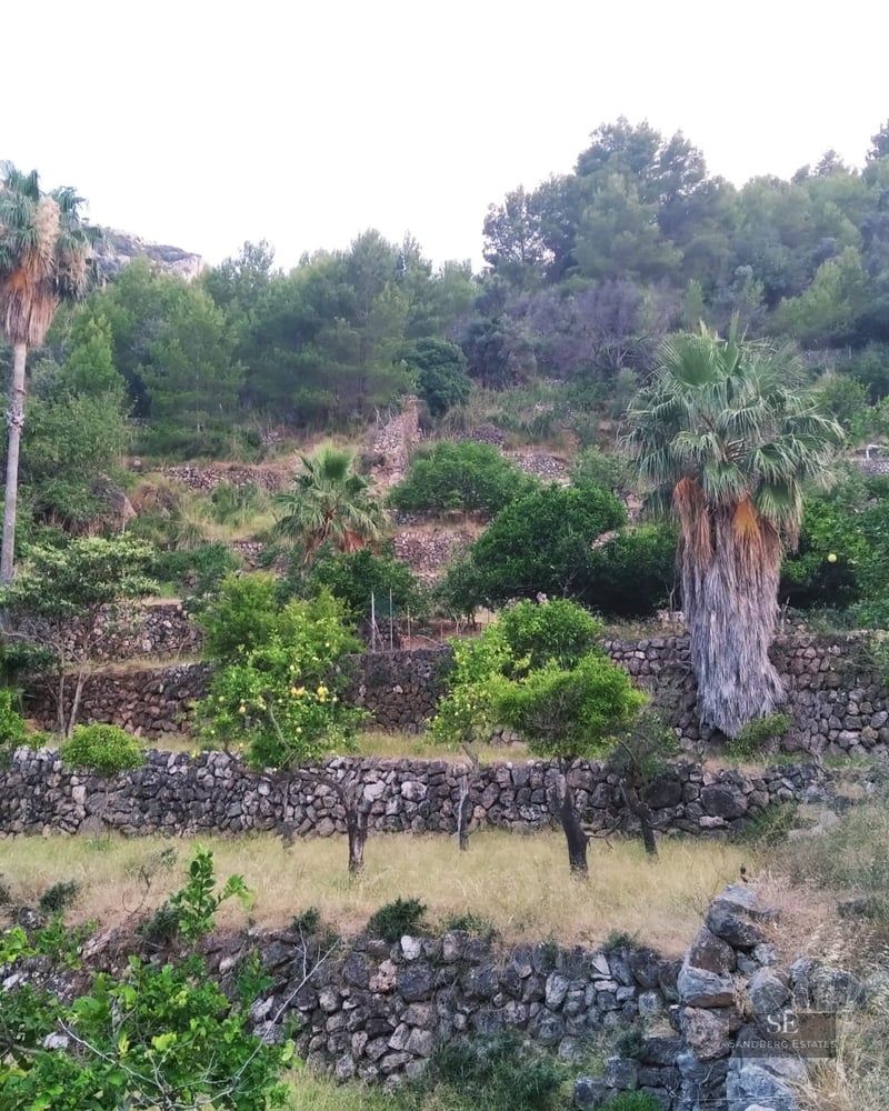 Terraced hillside with dry stone walls, palm trees, and citrus trees set against a mountain backdrop.
