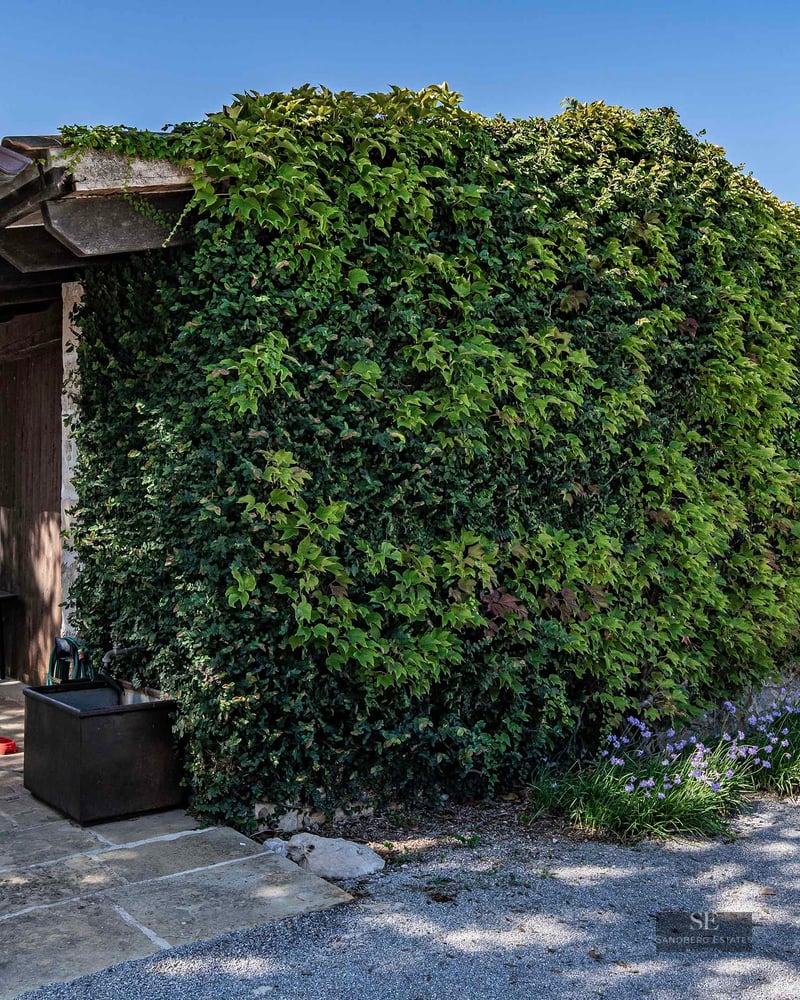 A stone building wall completely covered in dense green ivy next to a stone patio and wooden barrels under a blue sky.