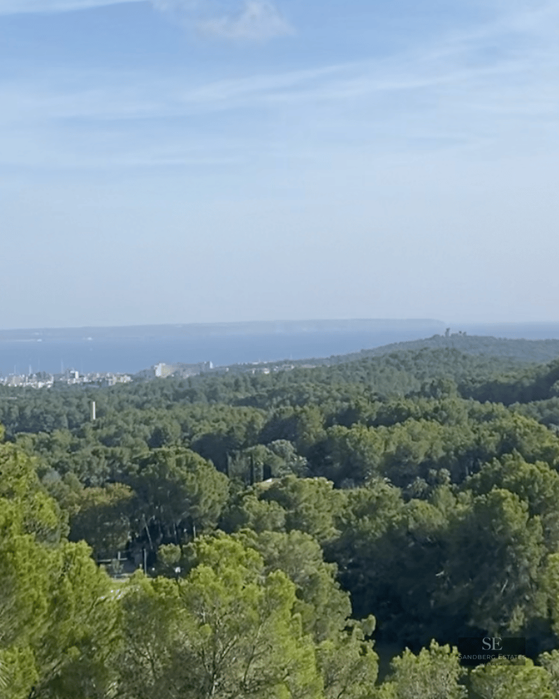 Panoramic view of a lush pine forest extending toward a coastal city and the blue sea under a clear sky.