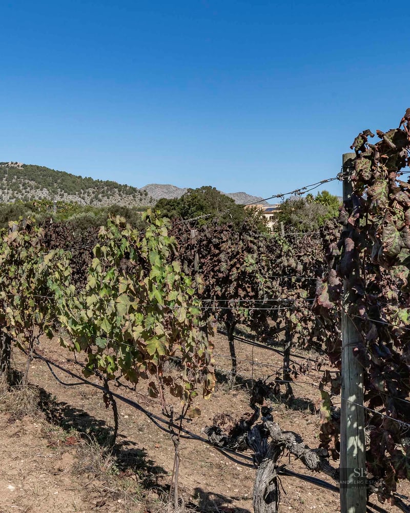Rows of grapevines in a sunny vineyard with rolling hills and a clear blue sky in the background.