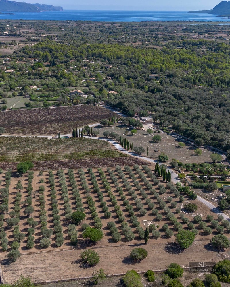 Aerial view of a large estate with rows of olive trees, vineyards, and a villa overlooking the Mediterranean Sea.