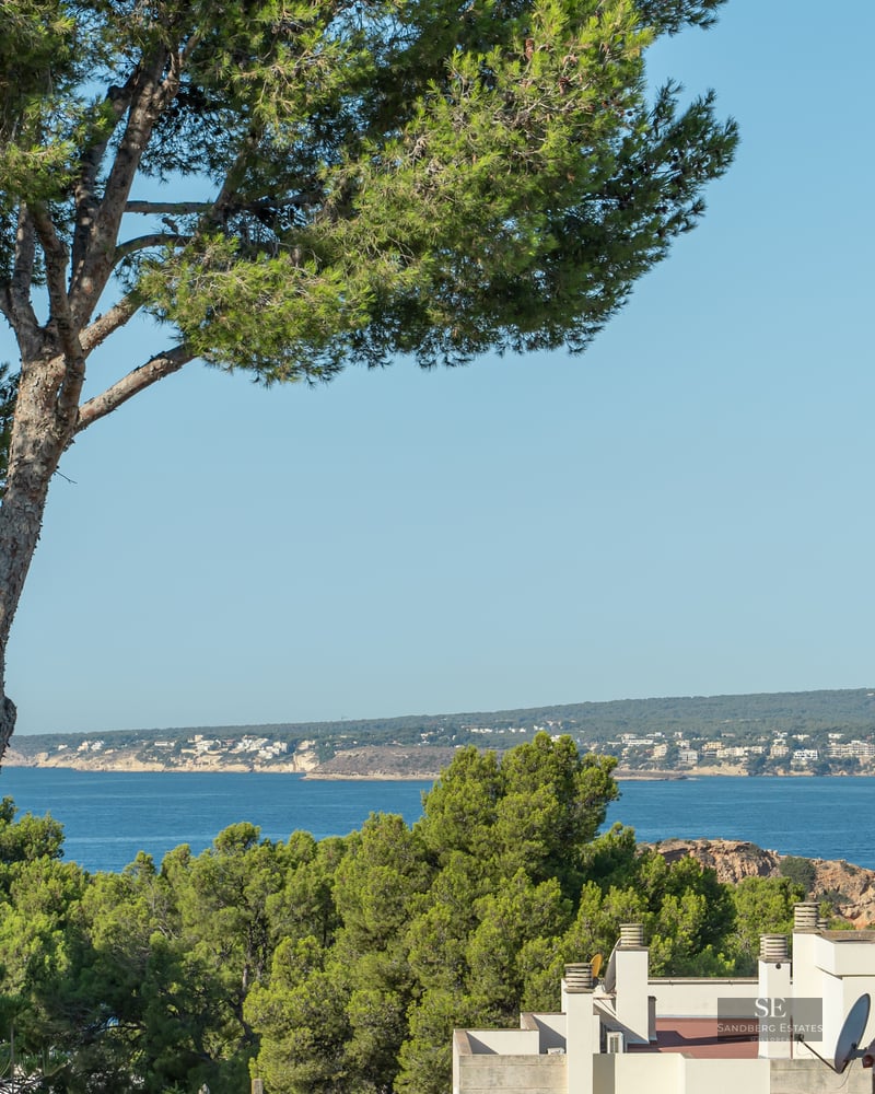 Pine trees in the foreground overlooking the deep blue sea and distant coastline under a clear sky.