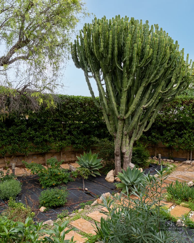 Lush garden featuring a massive candelabra cactus, stone pathways, and mature trees under a clear sky.