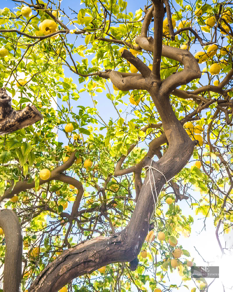 Low-angle view of a lemon tree with ripe yellow lemons against a clear blue sky.
