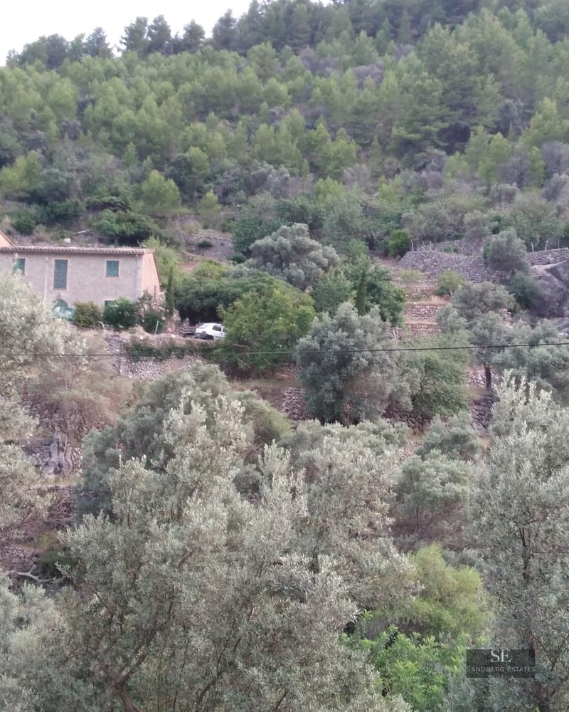 Traditional stone house on a green terraced hillside surrounded by dense olive and pine trees.