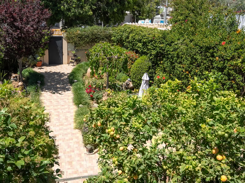 Kaklad gång genom en frodig trädgård med citrusträd och höga häckar i starkt solljus.