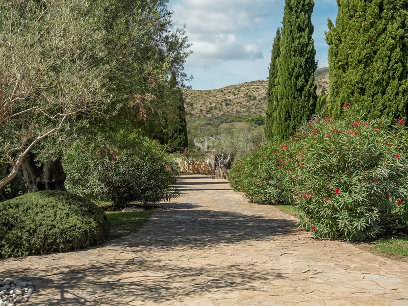 Allée pavée de pierres naturelles entourée d'oliviers et de cyprès sous un ciel bleu avec vue sur les collines.
