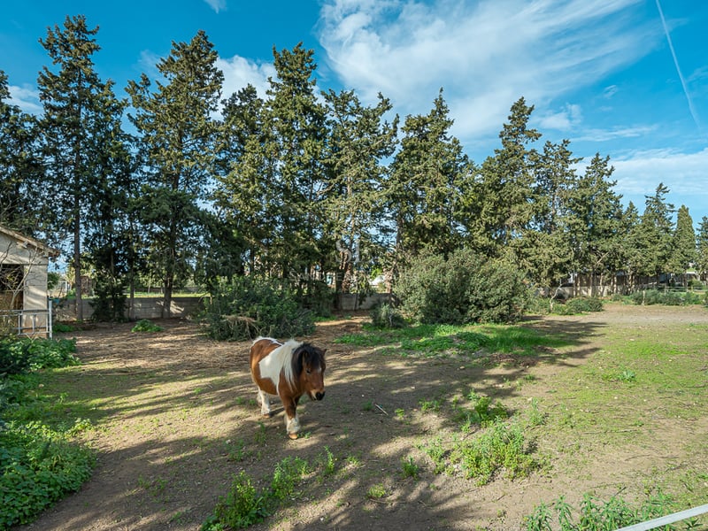 Un poney marron et blanc dans un enclos bordé de grands cyprès sous un ciel bleu.