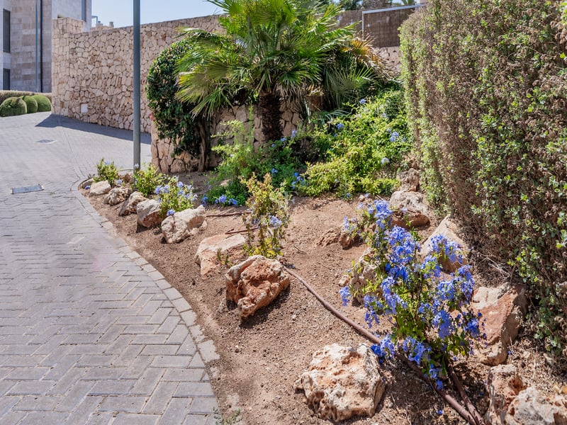 Allée en pavés gris bordée d'un jardin méditerranéen avec murs en pierre, palmiers et fleurs bleues.