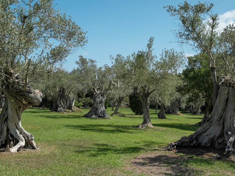 Plusieurs oliviers anciens aux troncs noueux sur une pelouse verte sous un ciel bleu clair.