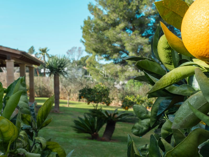 Närbild av en mogen apelsin på ett träd i en lummig trädgård med en stenveranda i bakgrunden.