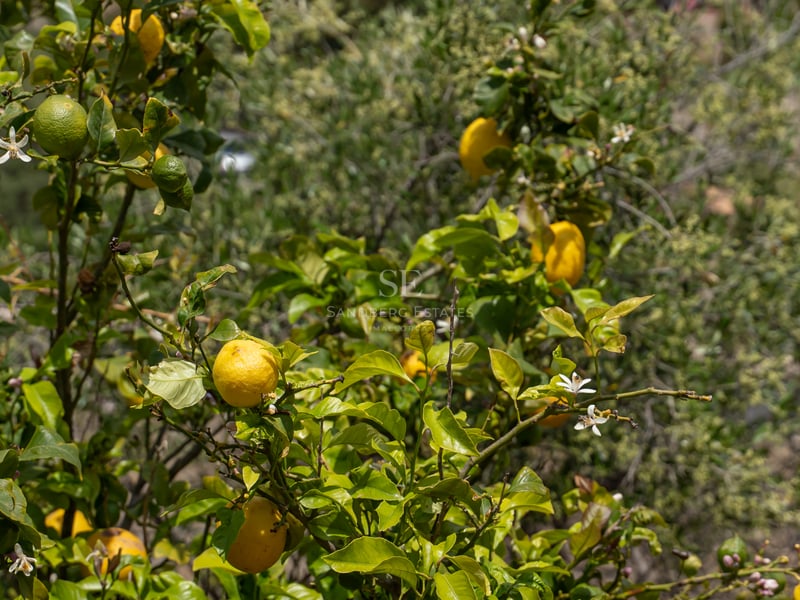 Gros plan d'un citronnier avec des citrons jaunes mûrs et de petites fleurs blanches sous la lumière du soleil.