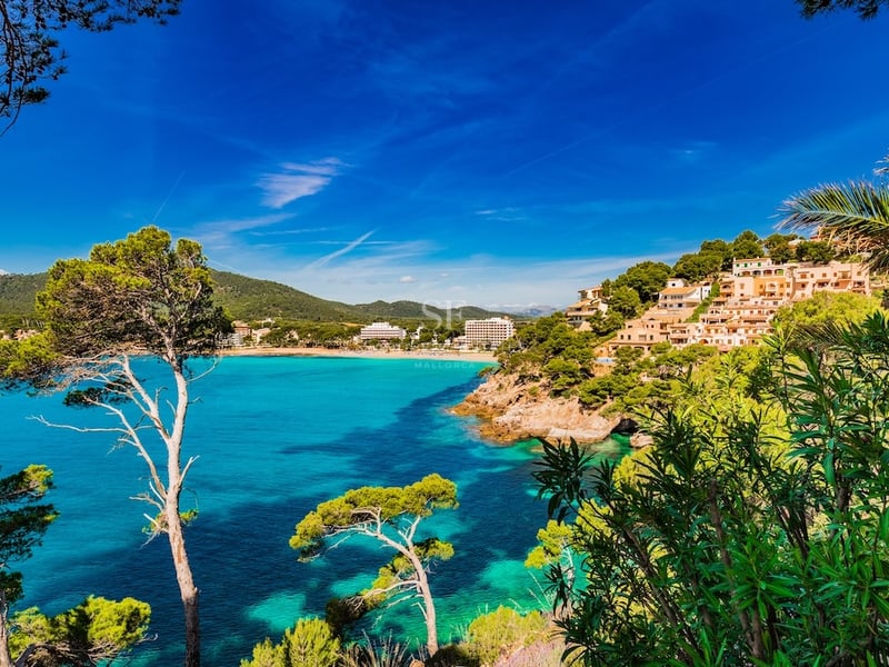 Turquoise water bay surrounded by pine trees and hillside houses under a clear blue sky.