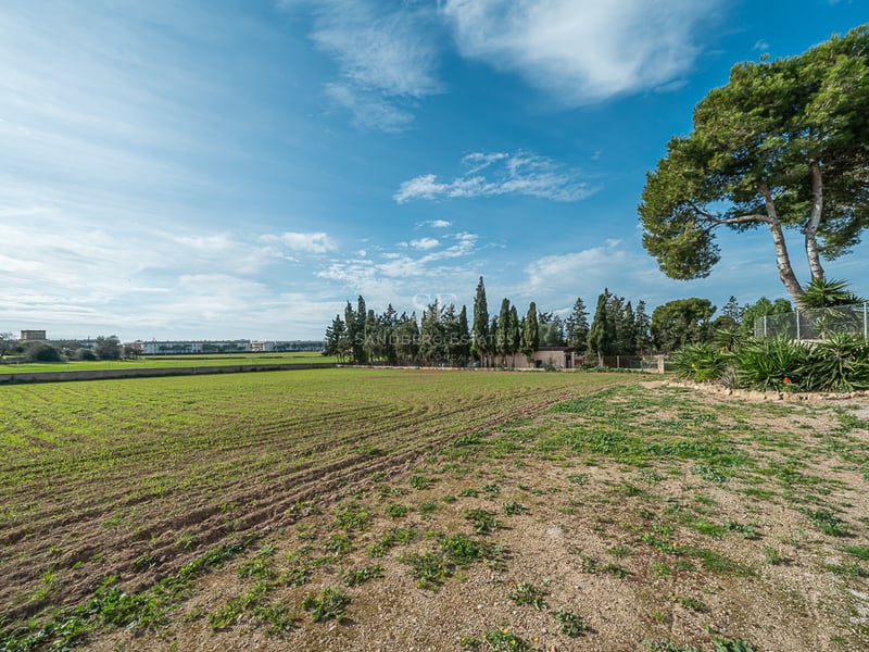 Vue d'un grand terrain plat avec des pousses vertes, entouré de cyprès et de pins sous un ciel bleu.