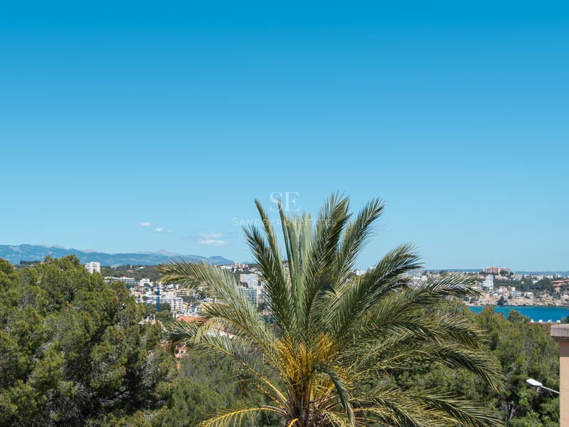 Elevated view of a coastal town, blue sea, and distant mountains framed by a palm tree and pine foliage.
