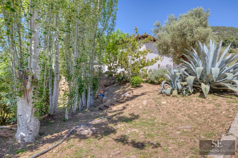 Jardín soleado con agaves, árboles altos y escalones de piedra en una ladera suave.