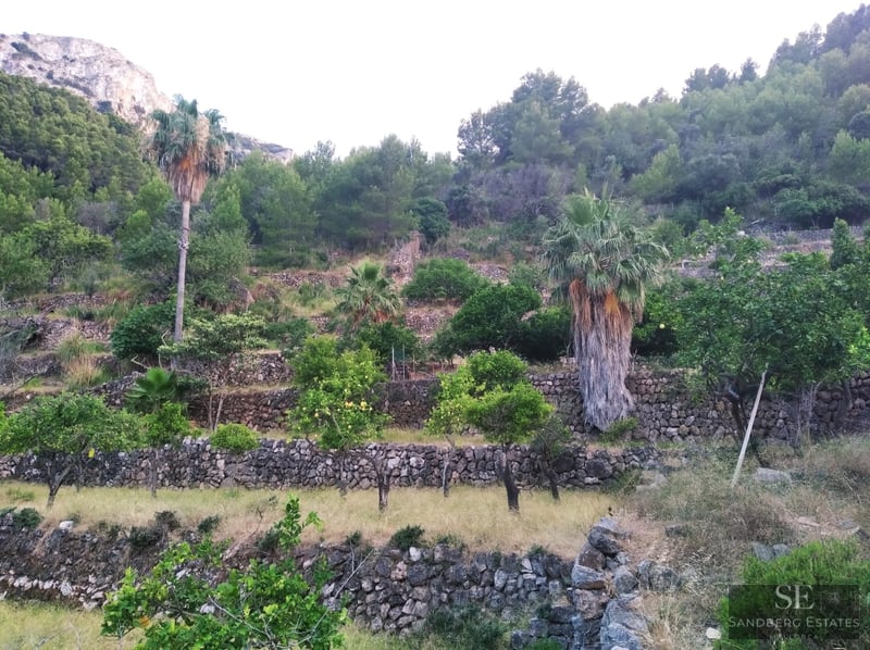 Terraced hillside with dry stone walls, palm trees, and citrus trees set against a mountain backdrop.