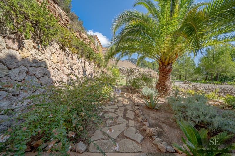 Rustic stone pathway in a Mediterranean garden featuring a large palm tree and a dry stone wall.