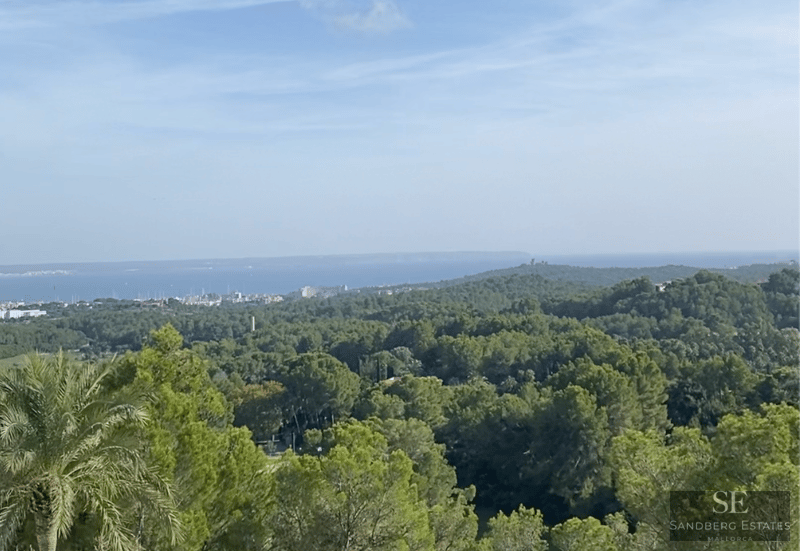Panoramic view of a lush pine forest extending toward a coastal city and the blue sea under a clear sky.
