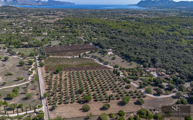 Aerial view of a large estate with rows of olive trees, vineyards, and a villa overlooking the Mediterranean Sea.