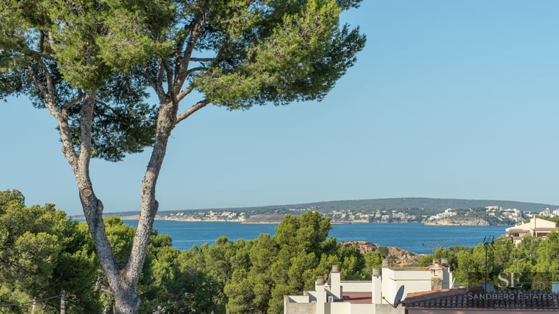Pine trees in the foreground overlooking the deep blue sea and distant coastline under a clear sky.