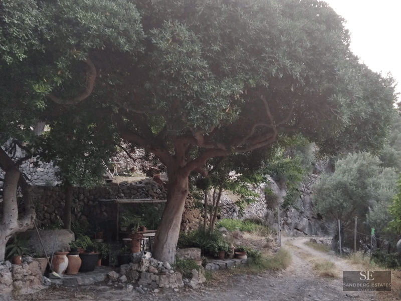 A large ancient olive tree shades a rustic garden path with stone walls and terracotta pots.