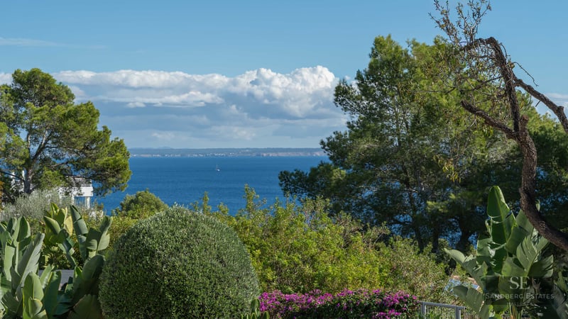 Vue sur la mer Méditerranée bleue encadrée par des pins et des plantes tropicales sous un ciel clair.
