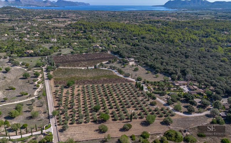 Aerial view of a large estate with rows of olive trees, vineyards, and a villa overlooking the Mediterranean Sea.