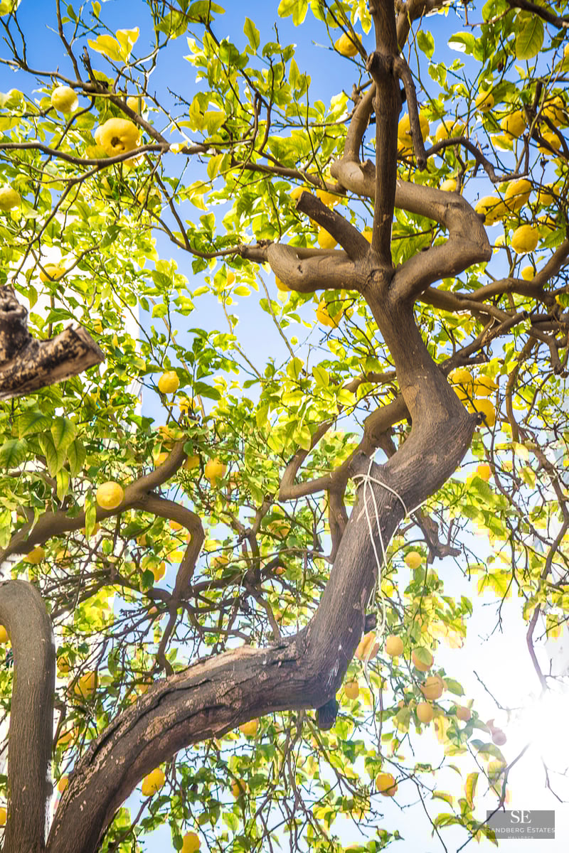 Low-angle view of a lemon tree with ripe yellow lemons against a clear blue sky.