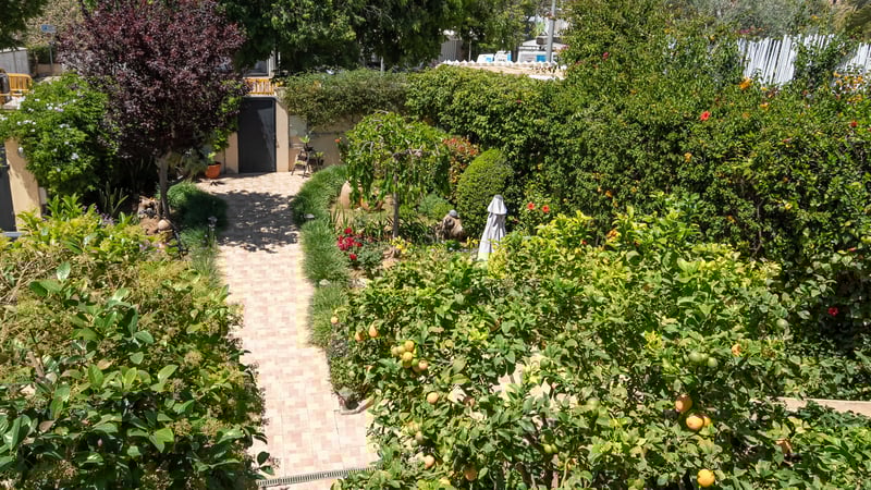 Kaklad gång genom en frodig trädgård med citrusträd och höga häckar i starkt solljus.